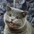 chatatcat · Chișinău chat Кишинёв чат знакомства cunoștințe cunostinte Chisinau Кишинев общение Молдова Moldova