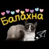 Балахна чат