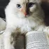 Книжный Клуб "Простодушно" Крагуевац