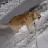 Помощь животным Шигонский район