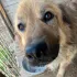 Одоевский приют «счастливый»