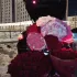 БИШКЕК СИТИ