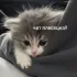 Чат Плесецка