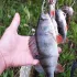 РЫБОЛОВНЫЙ ЧАТ