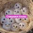 Совушки Череповца Chat