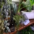 Gubina Plants 🪴 Домашние растения