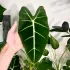 Gubina Plants 🪴 Домашние растения Chat