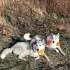 Охота_Калининград болталка
