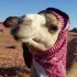 Иордания от А до Я🇯🇴