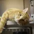Русские в Алматы 🇰🇿🐈