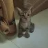 общение вьетнам