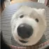 °🐾Квадробика /чат общение🫶