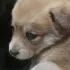 ЛИЗА. Помощь животным Лежнево Иваново