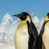 Life in Antarctica