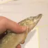 Рыбалка Сернурский Р-он