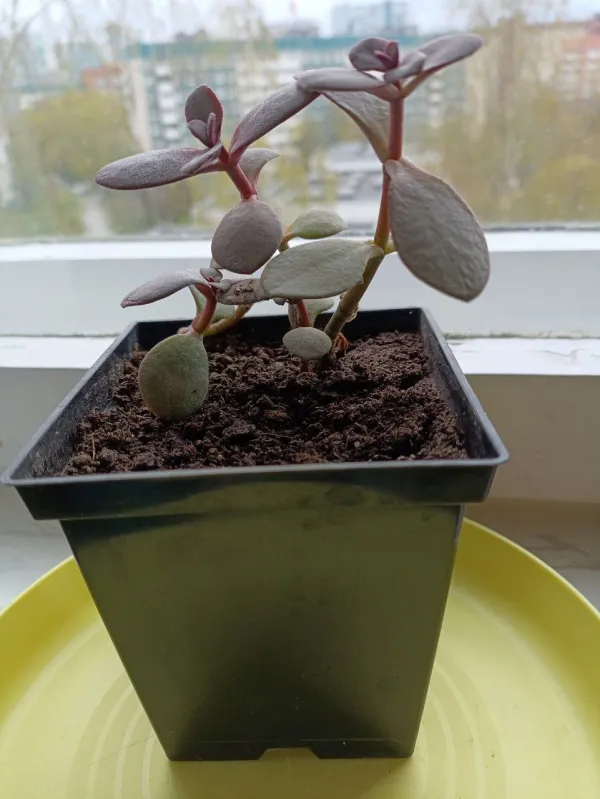 Денежное дерево